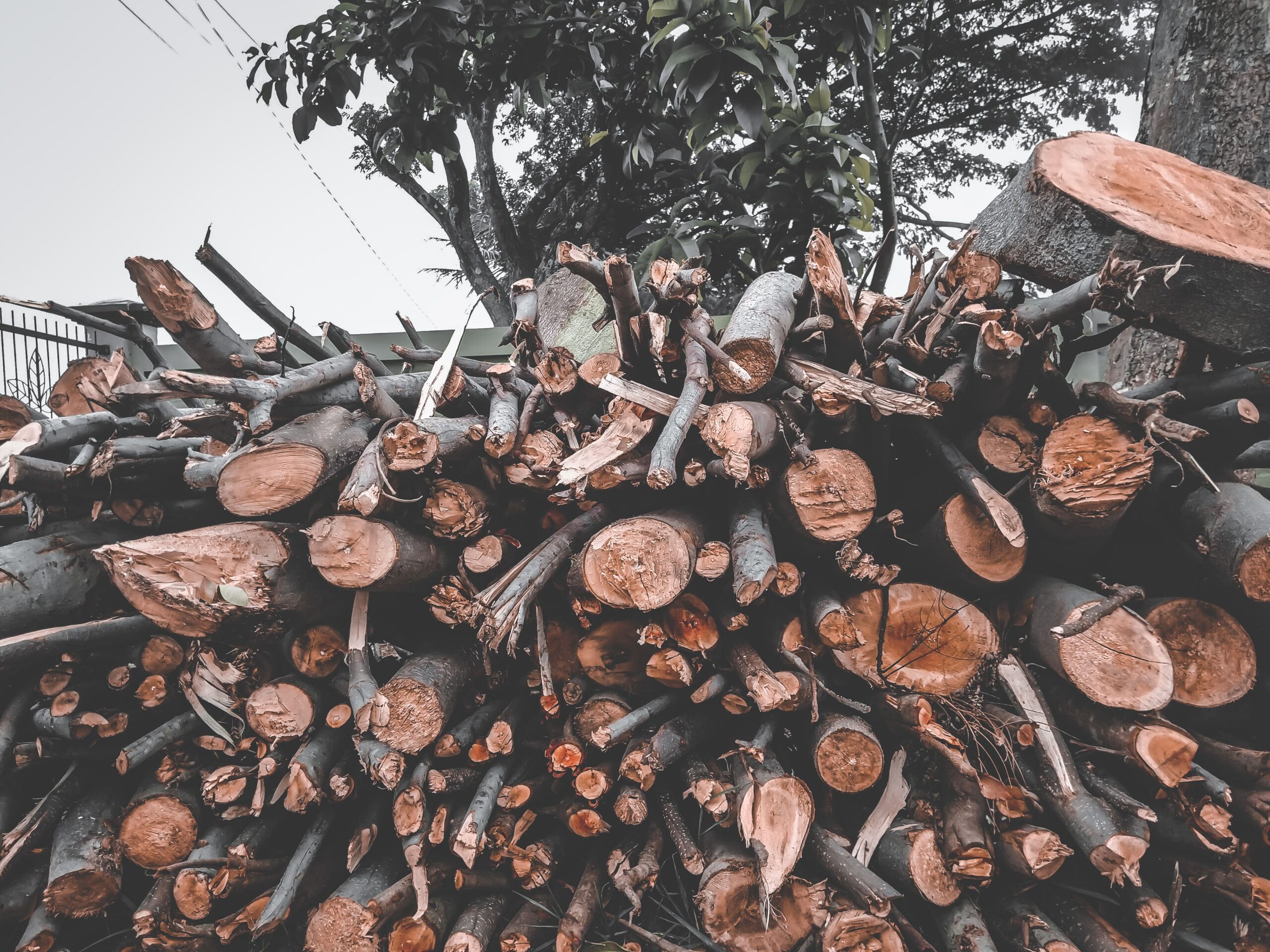 Jasa Tebang Kalimantan