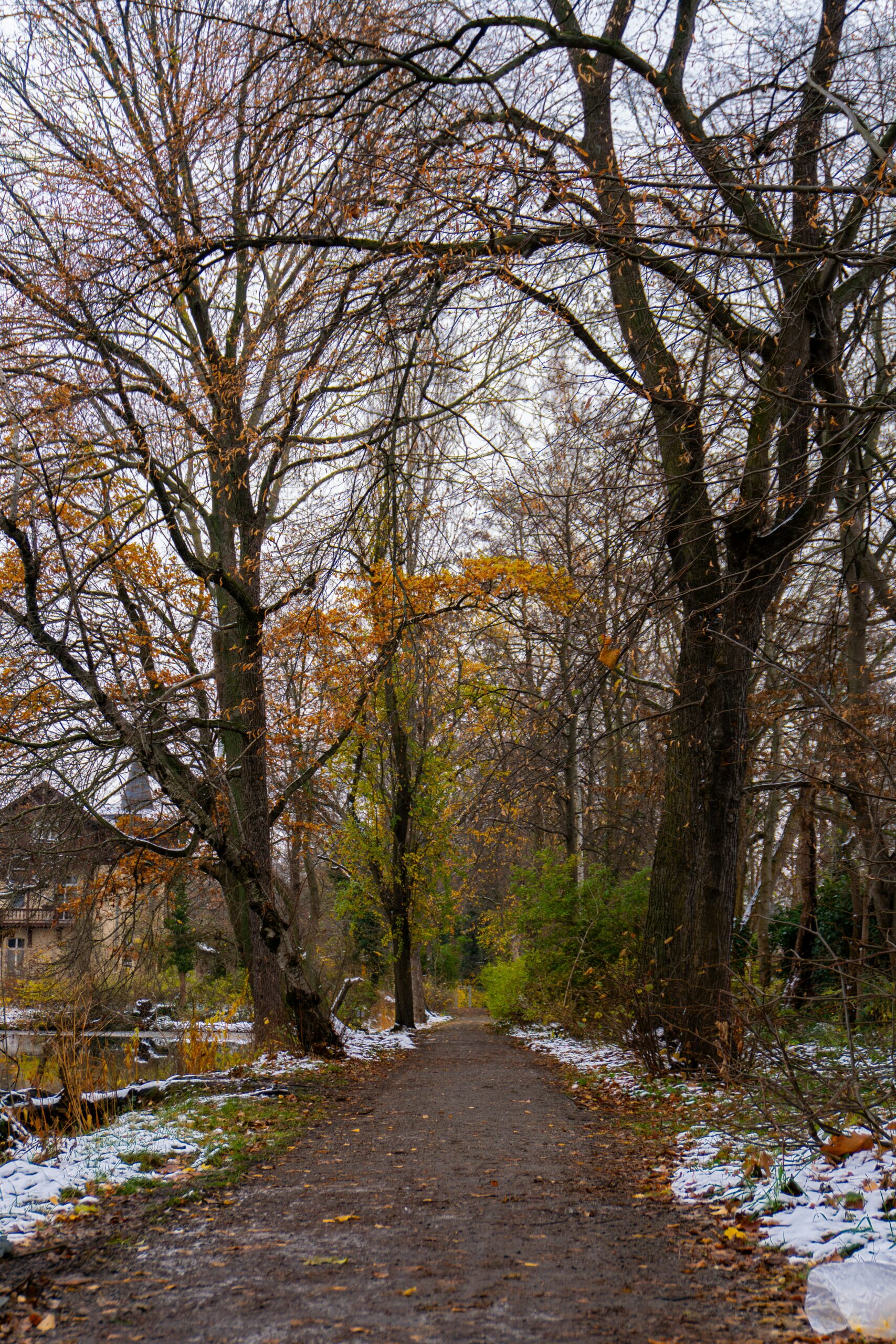 a dirt road surrounded by trees covered in snow