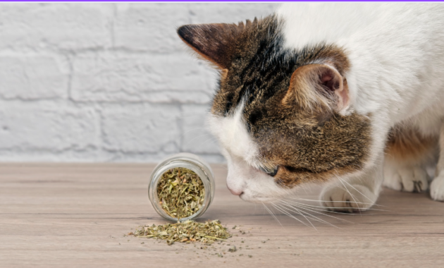 manfaat catnip